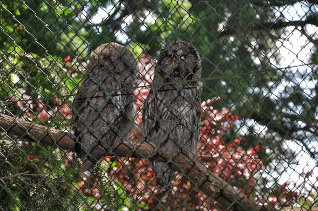 min 2013 07 06 beauval 086